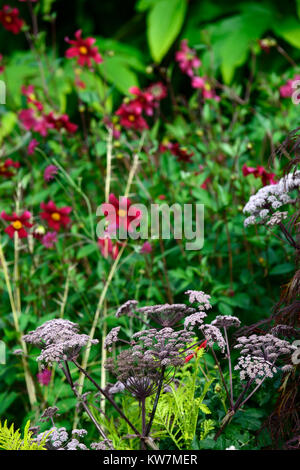 Angelica sylvestris purpurea,Dahlia coccinea Mary Keen,carmin,fleurs,fleurs,fleurs dahlias jardins,jardin,fleurs,fleurs,flowerhead,,florifero Banque D'Images