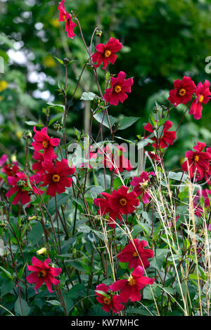 Dahlia coccinea Mary Keen,carmin,fleurs,fleurs,fleurs dahlias jardins,jardin,Fleurs,RM Banque D'Images