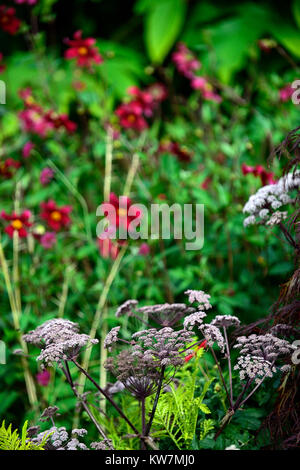 Angelica sylvestris purpurea,jardin,fleurs,jardins,flowerhead,fleurs,Dahlia coccinea Mary Keen,carmin,fleurs,fleurs,fleurs,Fleurs RM Banque D'Images