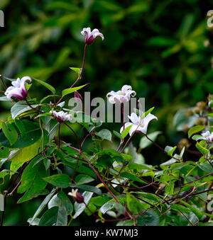 Clematis texensis princess kate,zoprika,blanc,brun,violet,couleur,fleurs,fleurs,fleurs,plantes,escalade grimpeur, floral RM Banque D'Images