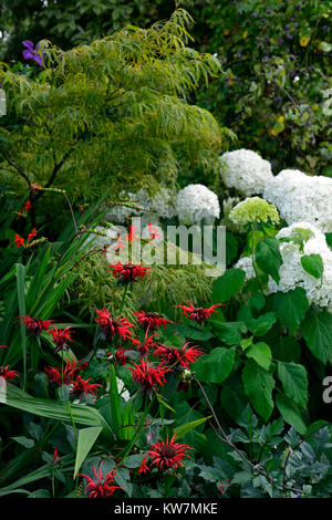 L'Hydrangea arborescens annabelle,monarda,rouge,blanc,fleurs,fleurs,fleurs,association,jardin,Fleurs,RM jardins Banque D'Images