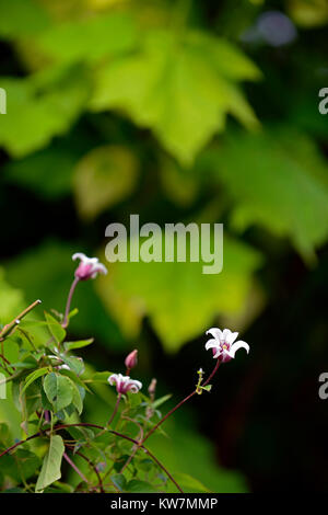 Clematis texensis princess kate,zoprika,blanc,brun,violet,couleur,fleurs,fleurs,fleurs,plantes,escalade grimpeur, floral RM Banque D'Images