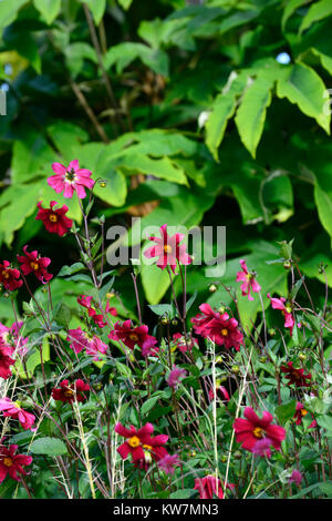 Dahlia coccinea Mary Keen,carmin,fleurs,fleurs,fleurs dahlias jardins,jardin,Fleurs,RM Banque D'Images