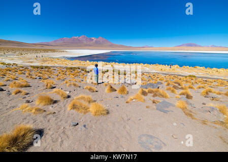 À tourisme Honda 'Laguna', la glace d'un lac salé avec des flamants roses sur le chemin de la célèbre Uyuni Salt Flat, destination touristique dans la Bolivie. Vue grand angle Banque D'Images