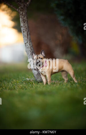 Portrait de Adoreable neuf mois Bouledogue Français Pure Race à Park, des coups à l'aide de lentille rares avec une extrême profondeur de champ Banque D'Images