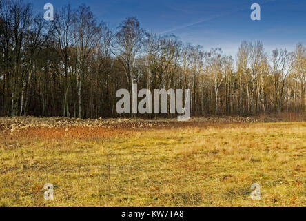 Paysage d'automne avec une prairie forêt recouverte d'herbes sèches et un mur de forêt de bouleaux en arrière-plan.La Pologne en Noveber.vue horizontale Banque D'Images