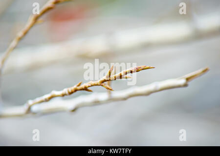 Les branches d'arbres sans feuilles Banque D'Images