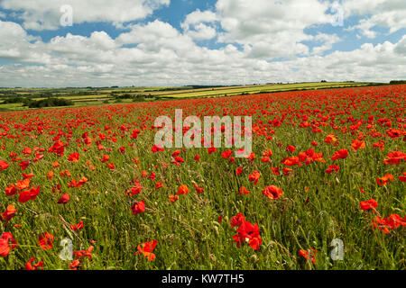 Vue d'un champ de coquelicots, Oxfordshire, Royaume-Uni Banque D'Images