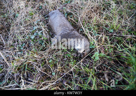 Eurasienne morte la loutre (Lutra lutra) montrant trou de balle à l'arrière flanc, East Yorkshire, UK, FR. Banque D'Images