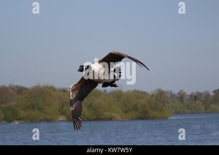 Bernache du Canada (Branta canadensis) Banque D'Images