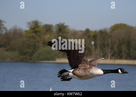 Bernache du Canada (Branta canadensis) Banque D'Images