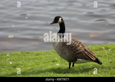 Bernache du Canada (Branta canadensis) Banque D'Images