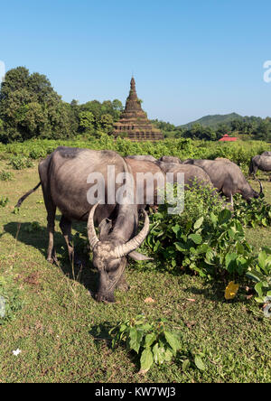 Les buffles d'eau se nourrissent près de Htuparon Pagode, Mrauk U, la Birmanie (Myanmar) Banque D'Images