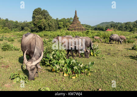 Les buffles d'eau se nourrissent près de Htuparon Pagode, Mrauk U, la Birmanie (Myanmar) Banque D'Images