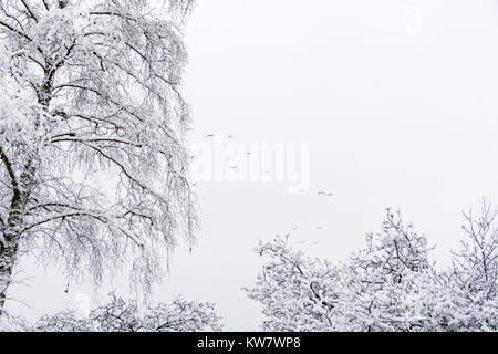 L'arbre couvert de neige top dans Balloch Castle et parc de pays l'Ecosse Banque D'Images