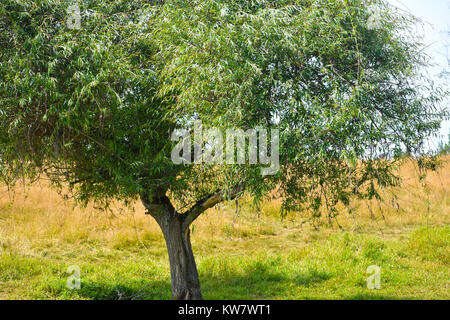 Un arbre qui grandit uniuqe close up, poussant dans un champ avec une ombre en dessous de l'arbre. L'herbe verte est directement sous l'arbre et l'herbe est un arrière-plan Banque D'Images