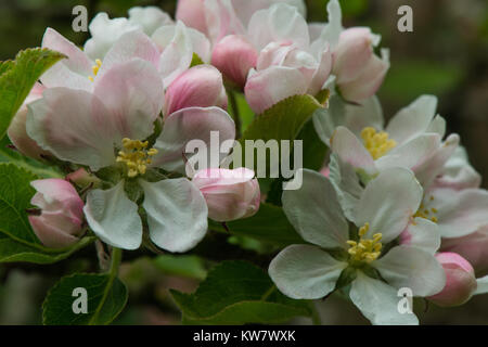 La rose et blanc de printemps fleurs d'un arbre de pommes dans un verger, un jardin anglais. Banque D'Images