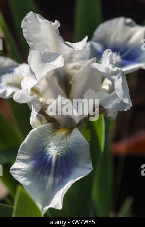 Close up de la grande fleur blanc et bleu, chef d'un iris la floraison au début de l'été dans le jardin. Banque D'Images
