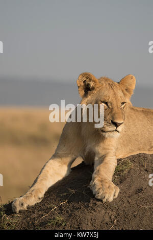 Portrait d'un lion (Panthera leo) cub assis sur une termitière à l'avant dans la réserve de Masai Mara Banque D'Images