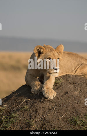 Portrait d'un lion (Panthera leo) cub assis sur une termitière à l'avant dans la réserve de Masai Mara Banque D'Images