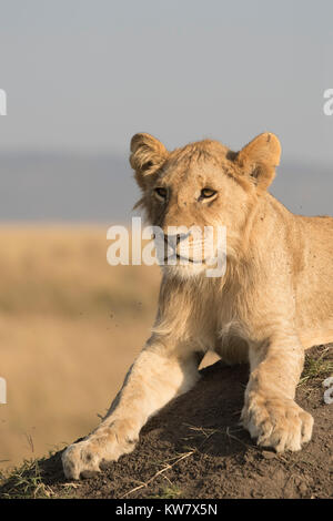 Portrait d'un lion (Panthera leo) cub assis sur une termitière à l'avant dans la réserve de Masai Mara Banque D'Images