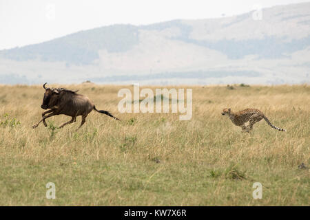 Le Guépard (Acinonyx jubatus) à la poursuite d'un wildebeeste (Gnu, Connochaetes taurinus) Banque D'Images