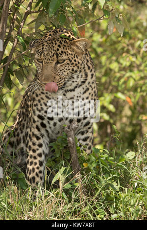 L'Afrique de l'homme léopard (Panthera padres)debout après avoir siégé en herbe ombragé dans le Masai Mara au Kenya Banque D'Images