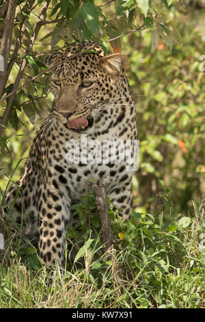 L'Afrique de l'homme léopard (Panthera padres)debout après avoir siégé en herbe ombragé dans le Masai Mara au Kenya Banque D'Images