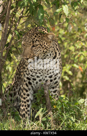 L'Afrique de l'homme léopard (Panthera padres)debout après avoir siégé en herbe ombragé dans le Masai Mara au Kenya Banque D'Images