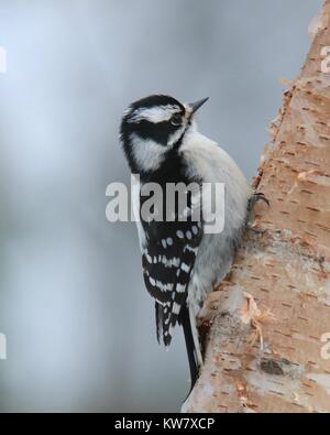 Un petit pic mineur se percher sur une branche en hiver Banque D'Images