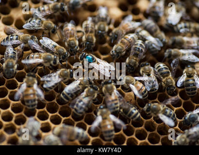 Les abeilles du miel, gros plan, macro Bee Hive Banque D'Images