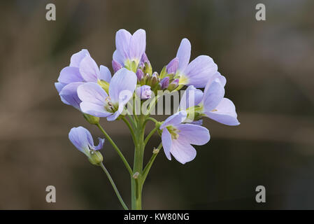 Cardamine des prés Cardamine pratensis close-up du capitule. Banque D'Images