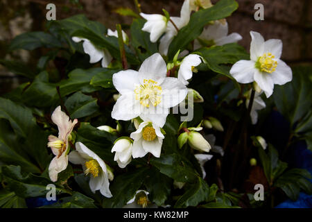 Un bouquet d'Helleborus niger par temps humide. Banque D'Images