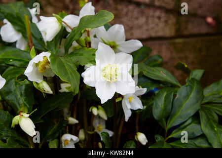 Un bouquet d'Helleborus niger par temps humide. Banque D'Images