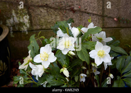 Un bouquet d'Helleborus niger par temps humide. Banque D'Images