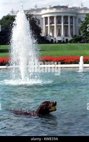 Buddy le chien, l'animal de compagnie de la famille d'abord, l'extraction d'une balle de tennis à partir de la fontaine de la Maison Blanche, le 12 juillet 1998. Banque D'Images