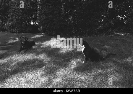 Photographie en noir et blanc de chaussettes le chat et le chien Buddy, première famille animaux domestiques, assis sur la pelouse Sud de la Maison Blanche, le 16 juin 1998. Banque D'Images