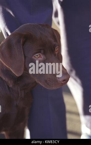 Le premier animal du Président Bill Clinton et première épouse Hillary Rodhman Clinton, Buddy le chien est un labrador brun moka avec yeux vert lime, debout à l'extérieur à côté d'un homme en pantalon marine, regardant dans la distance, Washington, District de Columbia, le 14 décembre 1997. Banque D'Images