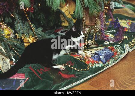 Socks the Cat, le premier animal du Président Bill Clinton et première épouse Hillary Rodham Clinton, à pelage noir, visage blanc, et yeux ambre, fixant pour se reposer sur la jupe à la base de l'arbre de Noël décoré pour les fêtes à la Maison Blanche, une chaîne de guirlandes sous son ventre, Washington, District de Columbia, le 21 décembre 1993. Banque D'Images