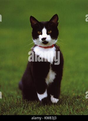 Socks the Cat, le premier animal du Président Bill Clinton et première épouse Hillary Rodham Clinton, à pelage noir, visage blanc, col rouge, et des yeux ambre, élégamment debout sur la pelouse de la Maison Blanche, Washington, District de Columbia, le 6 avril 1993. Banque D'Images