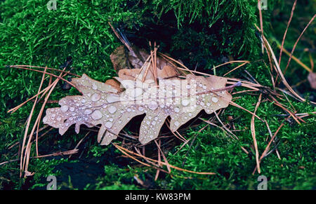 La rosée du matin. Gouttes d'eau sur une feuille de chêne dans un moss Banque D'Images