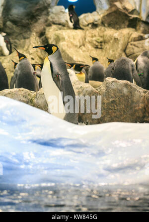 Groupe de pingouins dans un zoo Banque D'Images