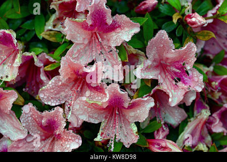 Les rhododendrons sont cultivés pour leurs fleurs spectaculaires, généralement supporté au printemps. Banque D'Images