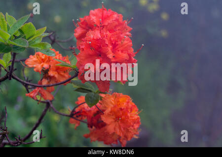 Les rhododendrons sont cultivés pour leurs fleurs spectaculaires, généralement supporté au printemps. Banque D'Images