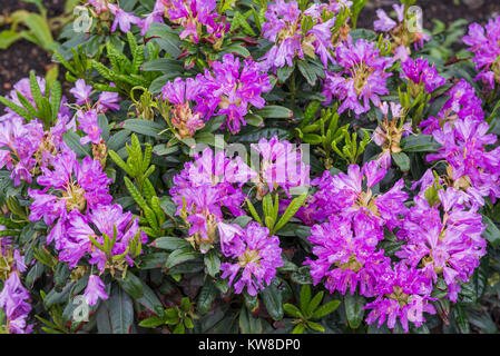 Les rhododendrons sont cultivés pour leurs fleurs spectaculaires, généralement supporté au printemps. Banque D'Images