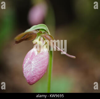 Pink Lady's Slipper est une grande fleur voyante appartenant à la famille des orchidées avec une gamme couvrant la moitié est des États-Unis. Il est généralement de couleur rose à magenta, rarement blanc. Cette plante croît de 6 à 15 pouces de haut et les fleurs généralement entre mai et juillet. Son habitat s'étend de confiferous bien drainés des forêts les sols acides dans les forêts de feuillus. Banque D'Images