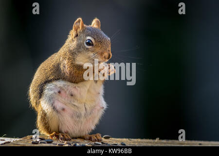 S'attendant Écureuil roux (Tamiasciurus hudsonicus) semble sourire comme elle bénéficie d''un snack- Banque D'Images