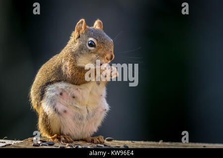 S'attendant Écureuil roux (Tamiasciurus hudsonicus) semble sourire comme elle bénéficie d''un snack- Banque D'Images