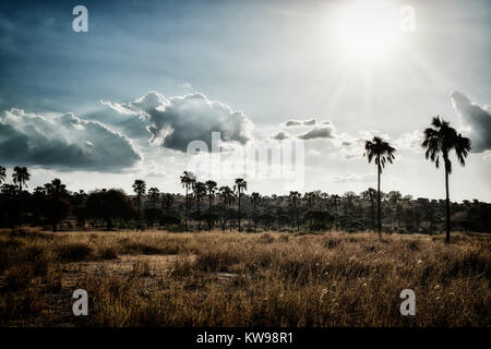 Palmiers dans paysage de Serengeti National Park, Tanzania, Africa Banque D'Images