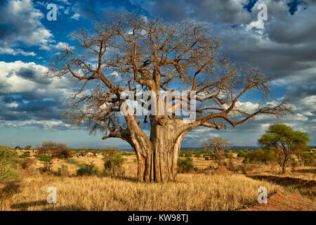 Baobab (Adansonia digitata) dans paysage de Serengeti National Park, Tanzania, Africa Banque D'Images